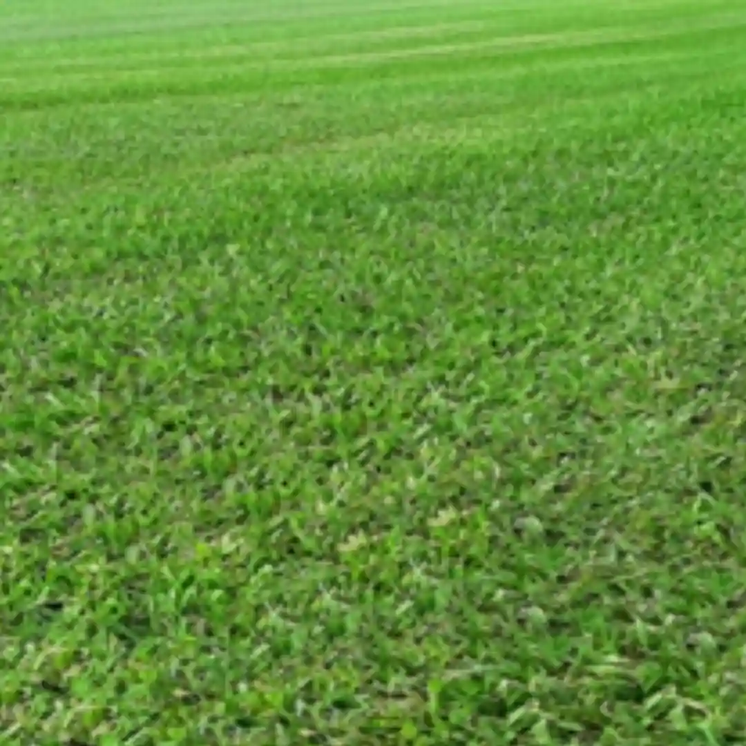 Grama Santo Agostinho