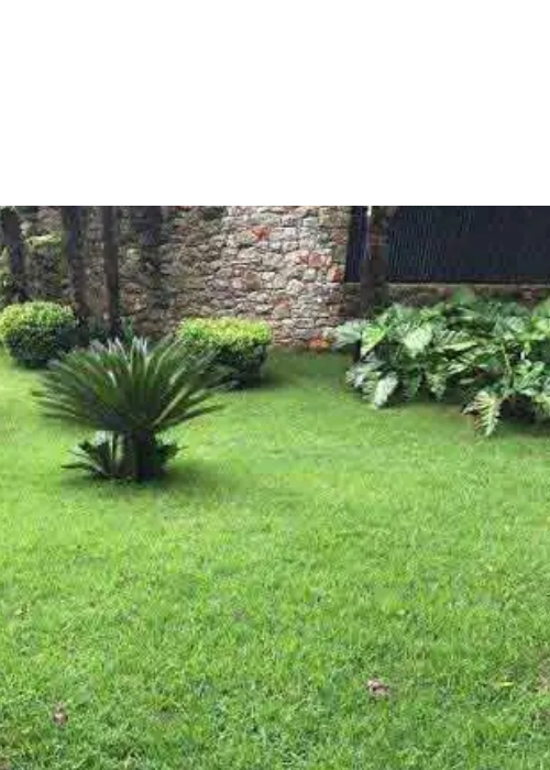 gramas-naturais-gramas-em-foz-do-iguacu-sos-construir.jpg